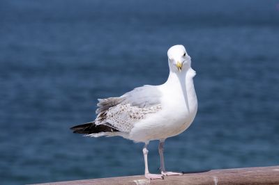 animal167.jpg