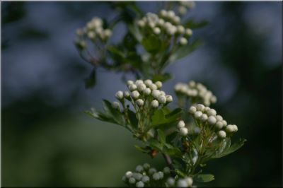 nature166.JPG