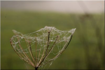 nature219.jpg