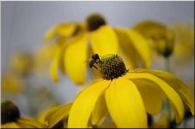 nature346.jpg