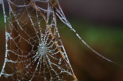 nature415.jpg