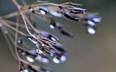 nature435.jpg