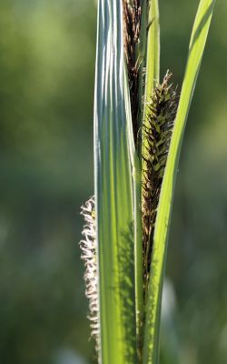 nature493.jpg
