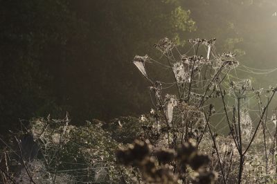 nature499.jpg