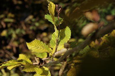 nature502.jpg