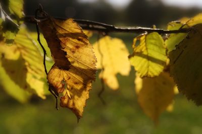 nature505.jpg