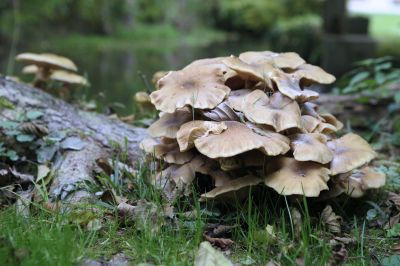 nature506.jpg