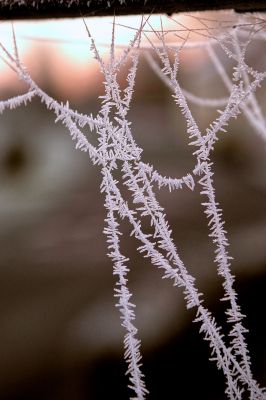 nature508.jpg
