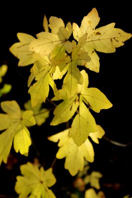 nature509.jpg