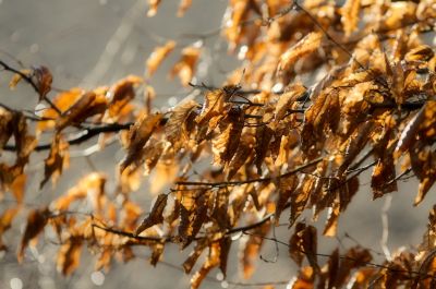 nature510.jpg