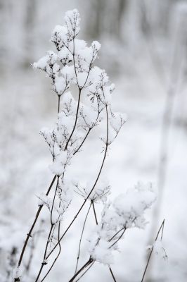 nature511.jpg