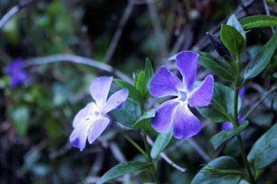 nature516.jpg