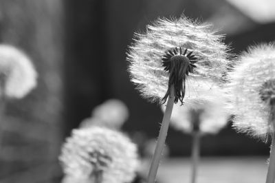 nature517.jpg