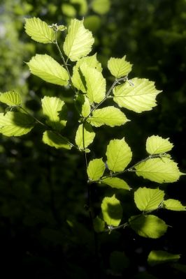 nature520.jpg
