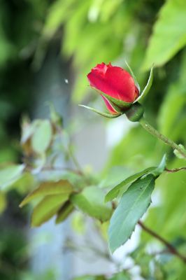 nature521.jpg