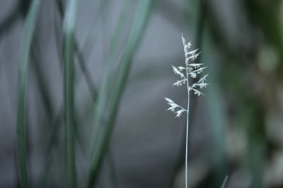 nature523.jpg