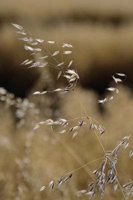 nature524.jpg