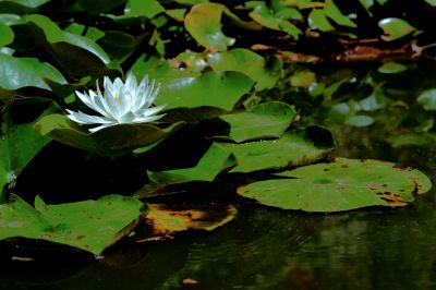 nature528.jpg