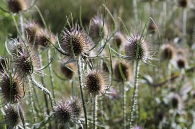 nature530.jpg