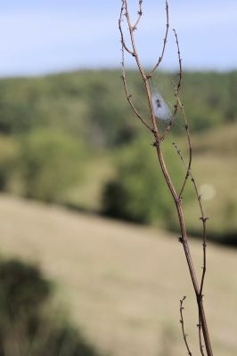 nature531.jpg