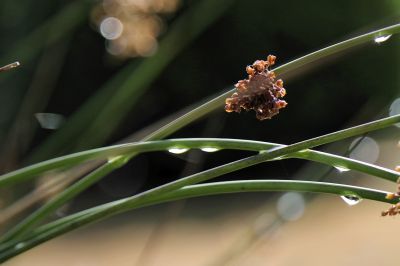 nature532.jpg