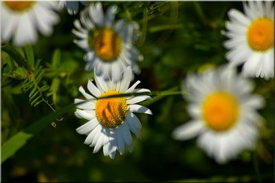 nature78.jpg