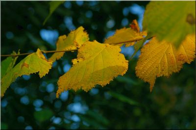 nature97.jpg