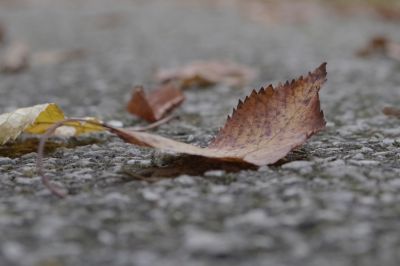 nature_morte109.jpg