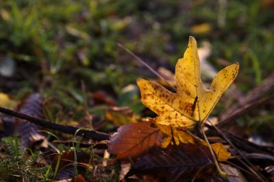 nature_morte110.jpg