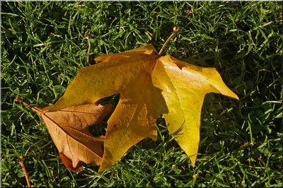nature_morte14.jpg
