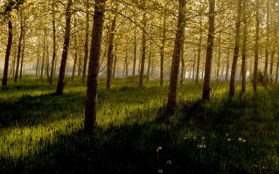 paysage475.jpg