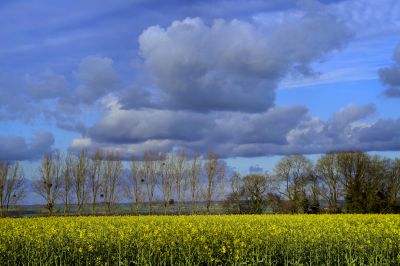paysage527.jpg