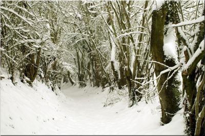paysage83.jpg