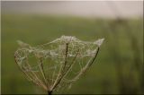 nature219.jpg