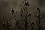 nature322.jpg