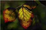 nature326.jpg