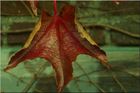 nature60~0.jpg
